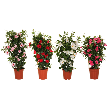 Mandevilla (Dipladenia) Sundaville mix F00004819