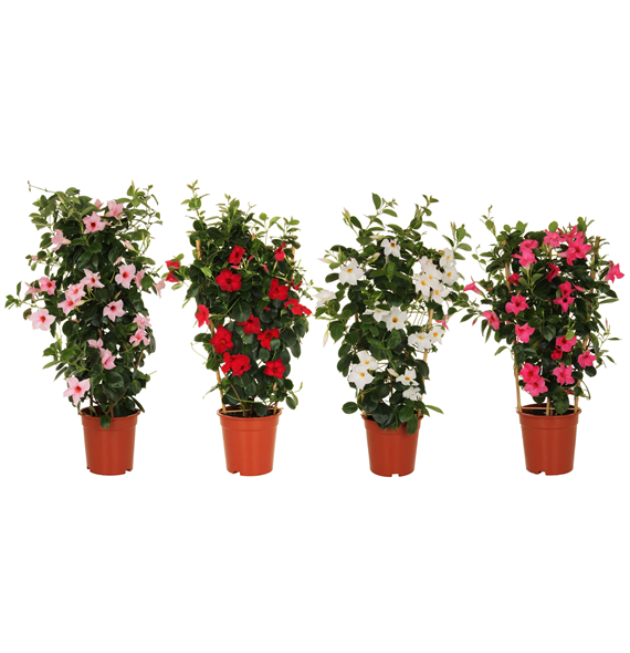 Mandevilla (Dipladenia) Sundaville mix F00004819