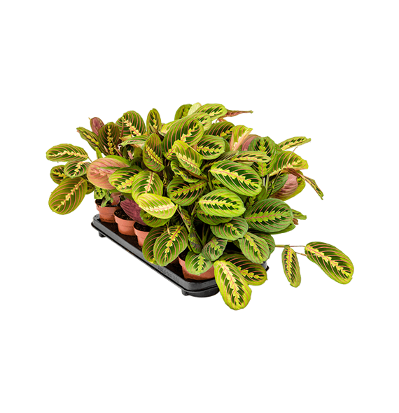 Maranta leuconeura 'Fascinator' 10/tray 4MAFABP12