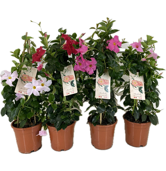 Mandevilla (Dipladenia) Sundaville mix F00004818