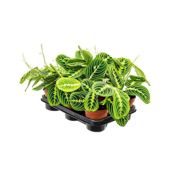 Maranta leuconeura 'Lemon' 6/tray 4MALLBP05