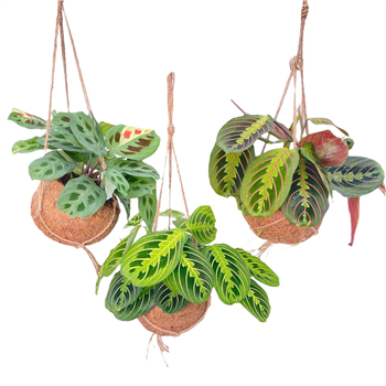 Maranta leuconeura mix F00005258