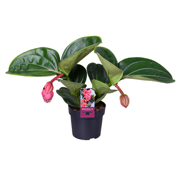 Medinilla magnifica 'Lambada' F00004435
