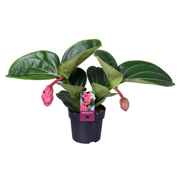 Medinilla magnifica 'Lambada' F00004435