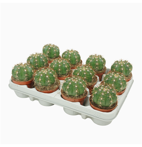 Melocactus matanzanus F00004567