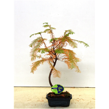 Metasequoia glyptostroboides F00007723