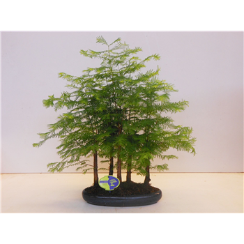 Metasequoia glyptostroboides F00007726