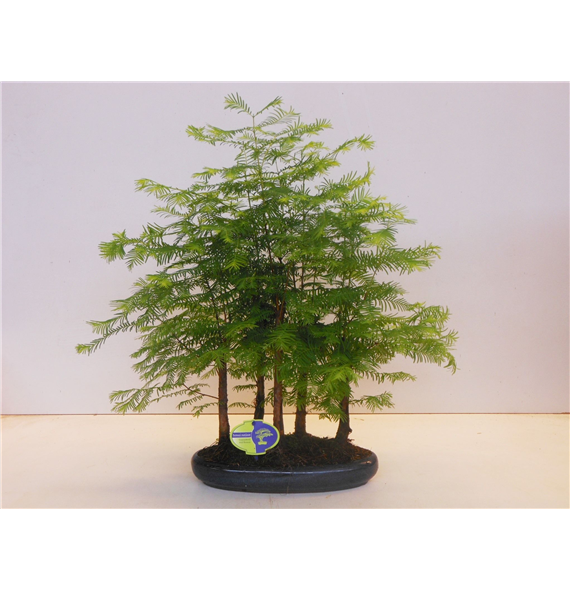 Metasequoia glyptostroboides F00007725