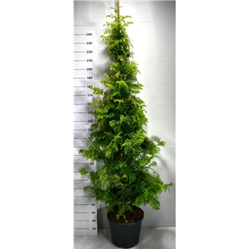 Metasequoia glyptostroboides F00007985