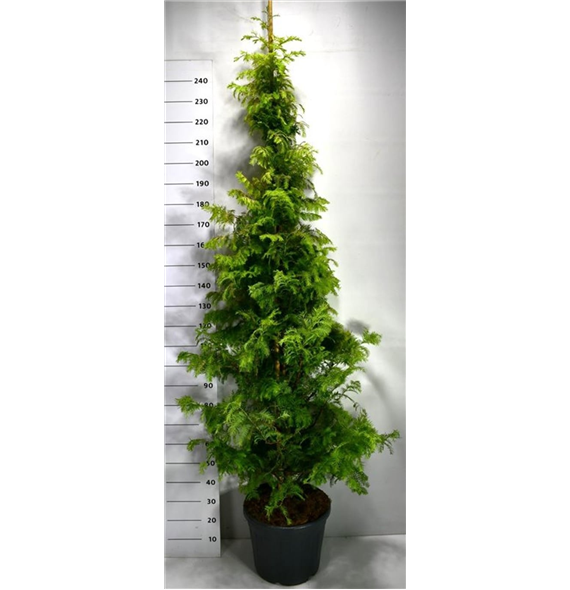 Metasequoia glyptostroboides F00007985