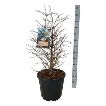 Metasequoia glyptostroboides 'Schirrm Nordl' F00007319