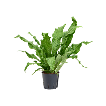 Microsorum 'crocodyllus' 2MICRBP10