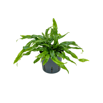Microsorum diversifolium 2MIDIBP05