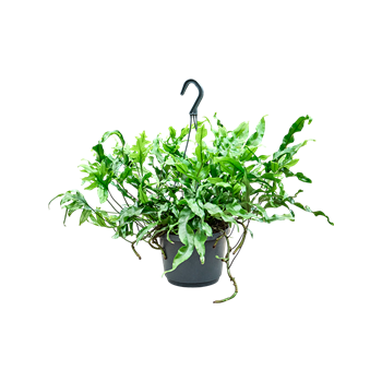 Microsorum diversifolium 4MIDIHA17
