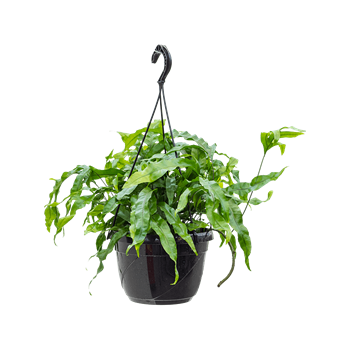 Microsorum diversifolium 4MIDIBU12