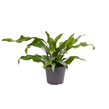 Microsorum diversifolium 'Pteropus' F00004280
