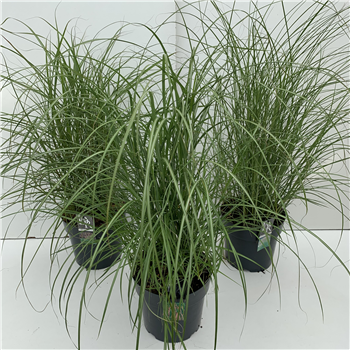 Miscanthus 'Kleine silberspinne' mix F00004011