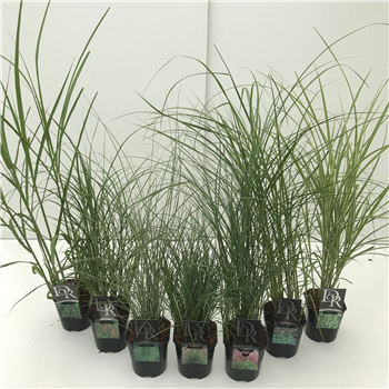 Miscanthus 'Kleine silberspinne' mix F00004013