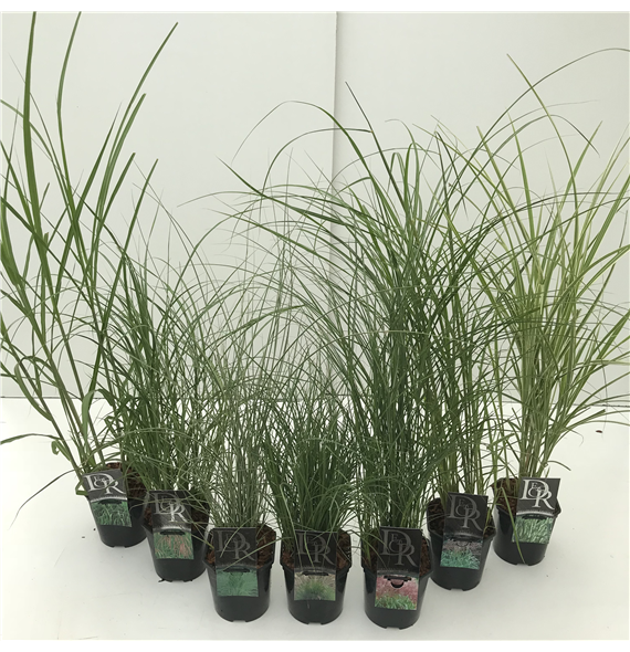 Miscanthus 'Kleine silberspinne' mix F00004013
