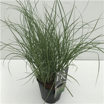 Miscanthus sinensis 'Adagio' F00005333