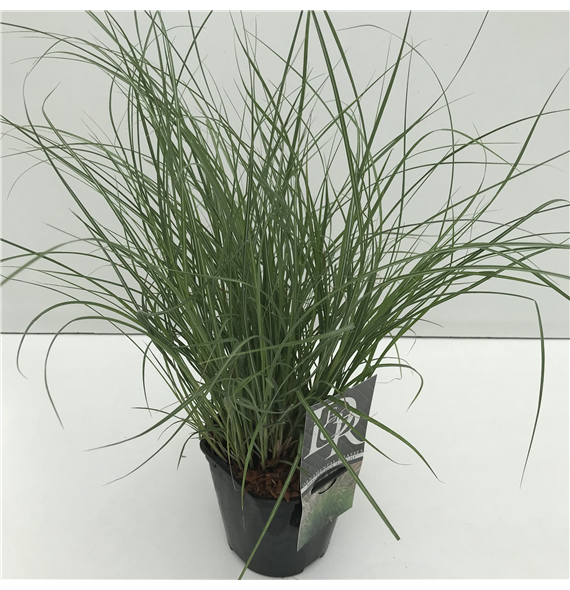 Miscanthus sinensis 'Adagio' F00005333
