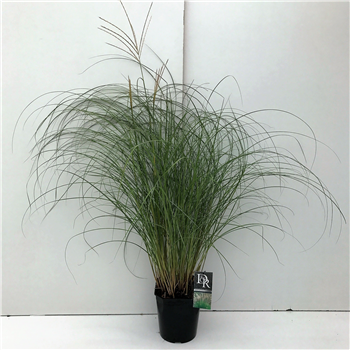 Miscanthus sinensis 'Adagio' F00005338