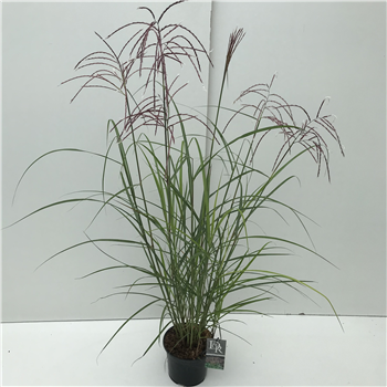 Miscanthus sinensis 'Ferner Osten' F00003915