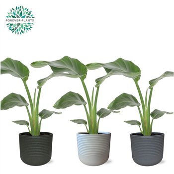 Strelicija nicolai Nicolai p14 in VIVIAN ceramic without flower fl  1 pp 40cm 14cm Q5294