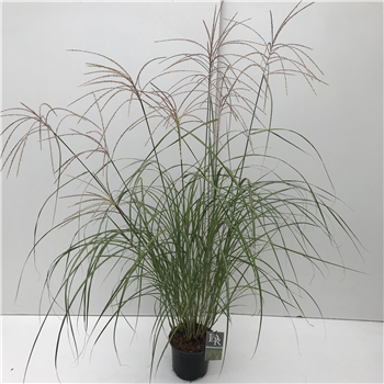 Miscanthus sinensis 'Flamingo' F00003918