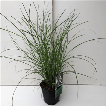 Miscanthus sinensis 'Gracillimus' F00003921