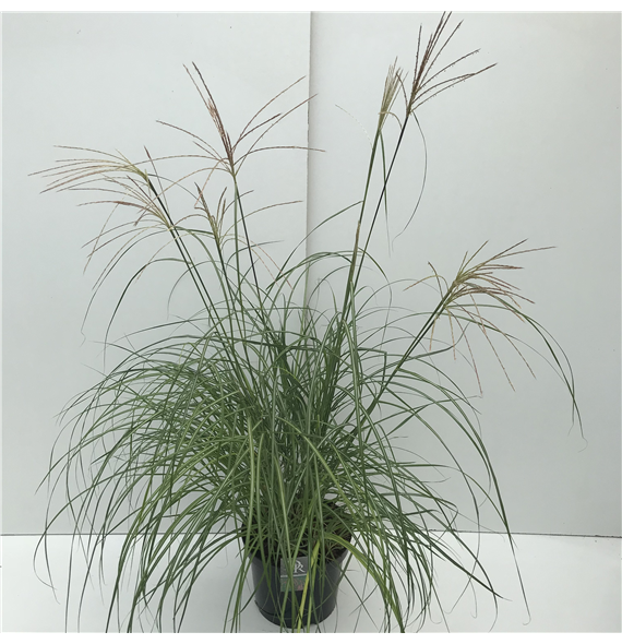 Miscanthus sinensis 'Flamingo' F00003920