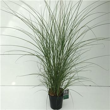 Miscanthus sinensis 'Gracillimus' F00003923