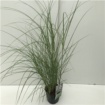 Miscanthus sinensis 'Kleine Silberspinne' F00003901