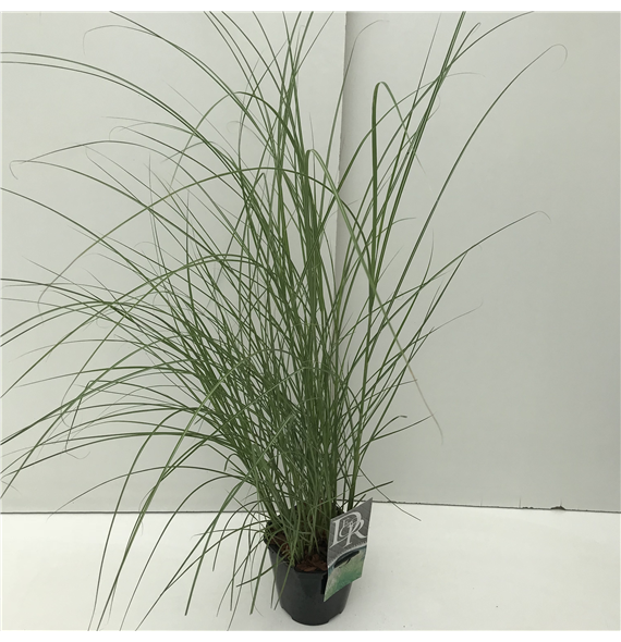 Miscanthus sinensis 'Kleine Silberspinne' F00003901