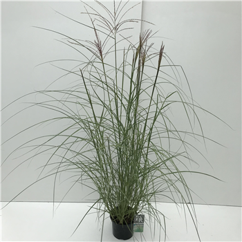 Miscanthus sinensis 'Kleine Silberspinne' F00003930