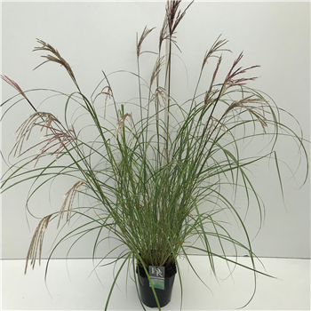 Miscanthus sinensis 'Kleine Silberspinne' F00003931