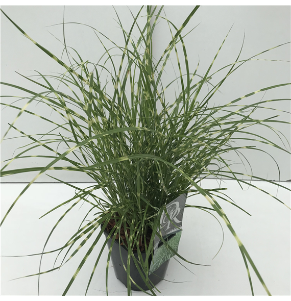 Miscanthus sinensis 'Little Zebra' F00003989