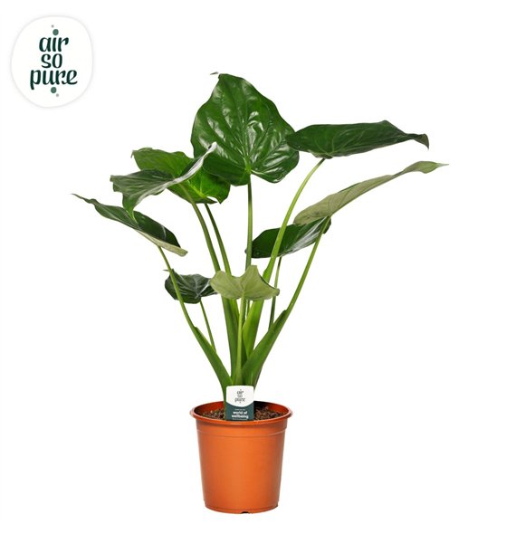 Alokazija cucullata Cucullata p21 1 pp 75cm 21cm Q187