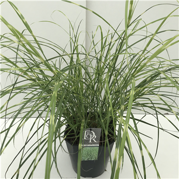 Miscanthus sinensis 'Little Zebra' F00004010