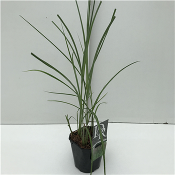 Miscanthus sinensis 'Malepartus' F00003933