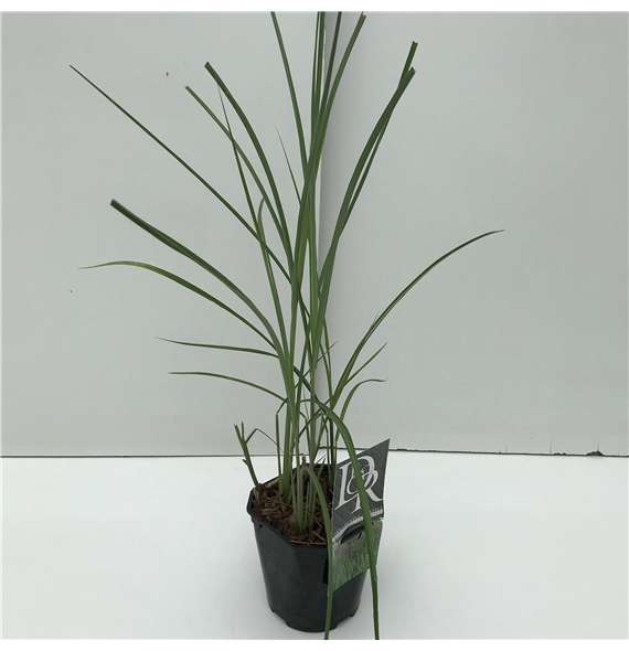 Miscanthus sinensis 'Malepartus' F00003933