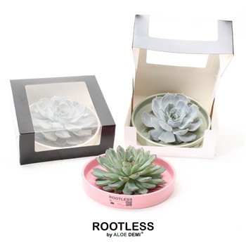 Nasad Sukulente ROOTLESS Echeveria  Octopus bowl - black box1 pp 21cm 21cm Q252