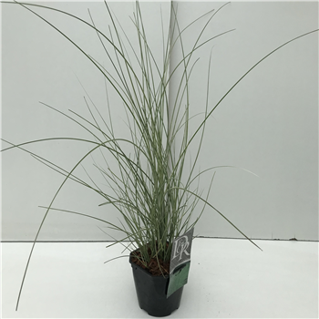 Miscanthus sinensis 'Morning Light' F00003902