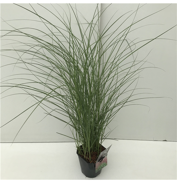 Miscanthus sinensis 'Red Chief' F00003971