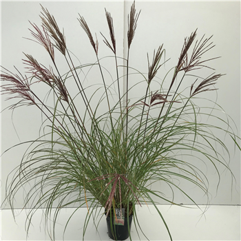 Miscanthus sinensis 'Red Chief' F00004007