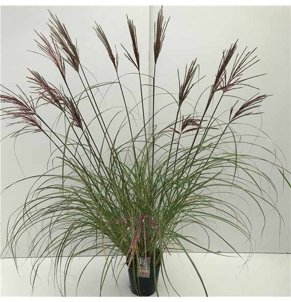 Miscanthus sinensis 'Red Chief' F00004007