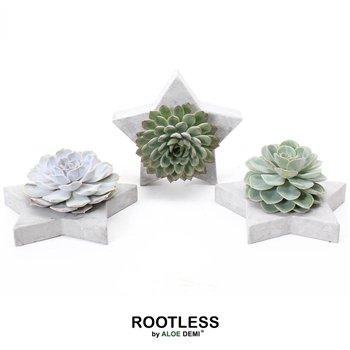 Nasad Sukulente ROOTLESS Echeveria  Grey star1 pp 7cm 20cm Q264