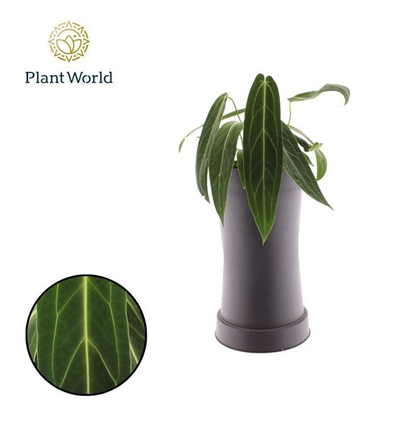 Anthurium Warocqueanum overige fl 50cm 19cm Q378