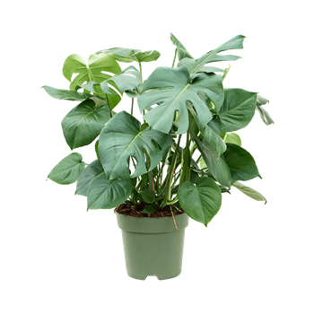 Monstera deliciosa 4MODEBU27