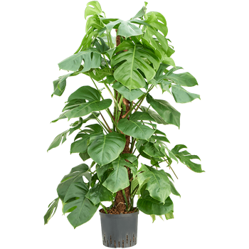 Monstera deliciosa 1MODEMK30
